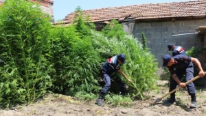 150 kilo Hint kenevi ile yakalandı, 'Biraz fazla olmuş' dedi