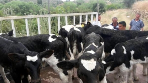 İzmir'den çalınan 12 buzağı, Manisa'da bulundu