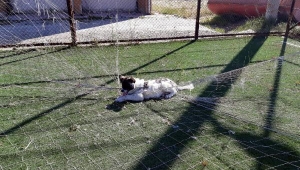 Kale ağına takılan sokak köpeğini itfaiye ekipleri kurtardı