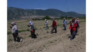 Kırkağaç kavunu üreticinin yüzünü güldürecek