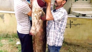 Oltayla 2 metrelik yayın balığı yakaladılar