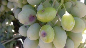 Üzüm Bağı Olanların Dikkatine!