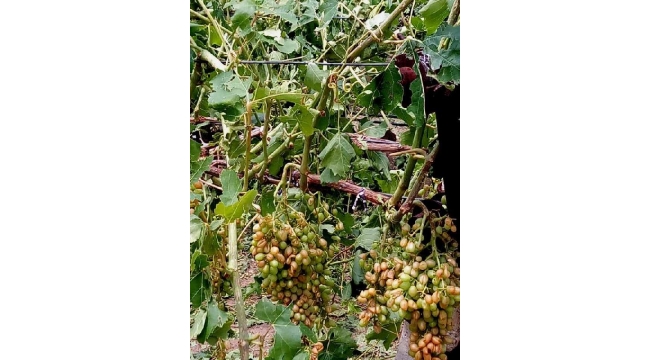 Üzüm bağlarını dolu vurdu