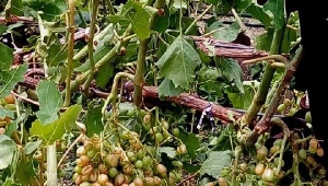 Üzüm bağlarını dolu vurdu
