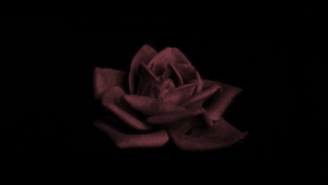 YİTİRDİKLERİMİZ