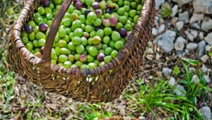 Akhisar'dan zeytine destek çağrısı