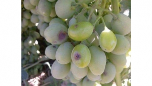 Bağcıların dikkatine! 