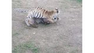 Hayvanların İletişimi İnsanlara Örnek Oluyor