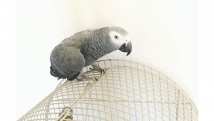 Kayıp Jako cinsi papağanını arıyor