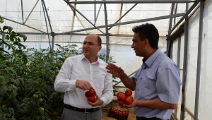 Salihli'de hükümlüler sezonun ilk karpuzunun hasadını yaptı