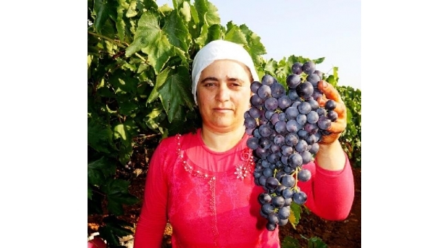 Sarıgöl'de ilk üzüm hasadına başlandı