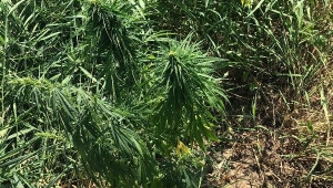 Sulama kanalı kenarında Hint keneviri ele geçirildi