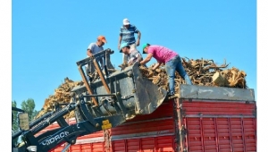 Turgutlu çiftçileri erikten umduğunu bulamadı