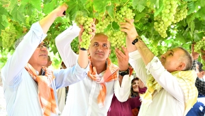 ÜZÜMÜN DİYARI MANİSA'DA İHRACATLIK YAŞ ÜZÜME İLK MAKAS VALİDEN