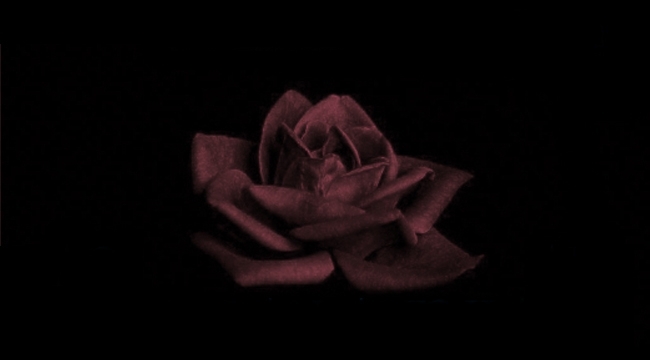 YİTİRDİKLERİMİZ