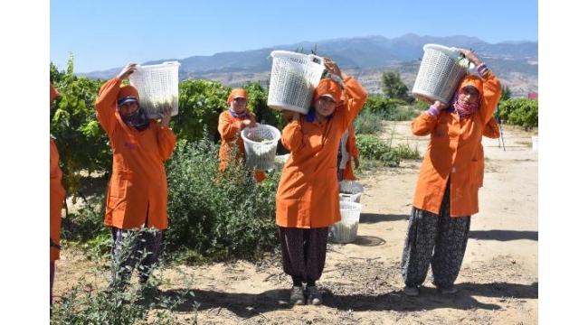 Alaşehir'de Sultaniye üzümü yüzleri güldürdü