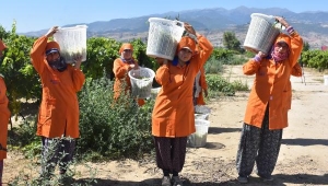 Alaşehir'de Sultaniye üzümü yüzleri güldürdü