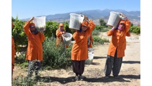Alaşehir'de Sultaniye üzümü yüzleri güldürdü