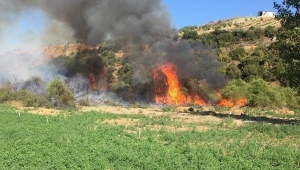 Alevlerin ortasında kalan kaplumbağalar son anda kurtarıldı