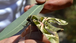 Bitkin halde bulduğu Mekik Kelebeği'ni elleriyle besliyor