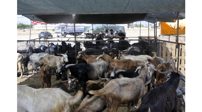 Kurbanlıklar alıcılarını bekliyor