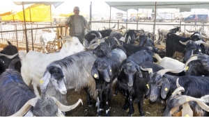 Kurbanlıklar alıcılarını bekliyor