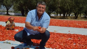  Kurutmalık domatesler tarlalara serildi