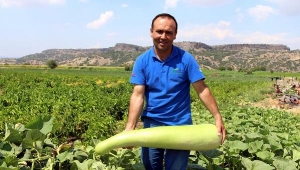 Şanlıurfa'dan getirdiği tohumdan 1 metrelik kabak yetiştirdi