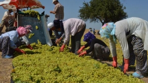Saruhanlı'da erkenci üzüm, kurutulmak üzere serilmeye başlandı