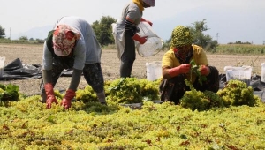 Saruhanlı'da üzüm hasadı başladı