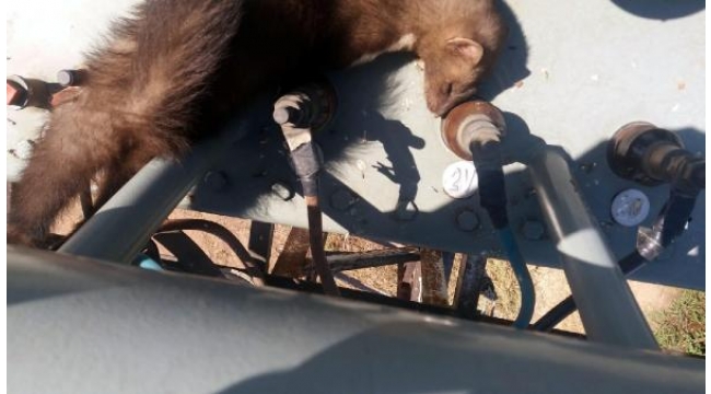 Trafoya giren sansar yüzünden mahalleli susuz kaldı