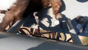 Trafoya giren sansar yüzünden mahalleli susuz kaldı