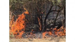 Turgutlu’da 20 dönüm makilik alan yandı (VİDEO)