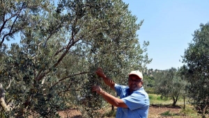 Zeytin üreticisinin 'düşük rekolte' sıkıntısı
