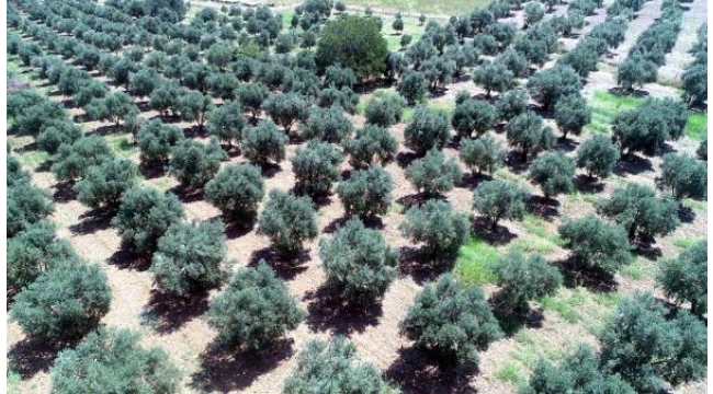 Zeytinde bilinçsiz kostik kullanımı sağlığa zararlı