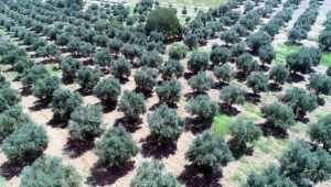 Zeytinde bilinçsiz kostik kullanımı sağlığa zararlı