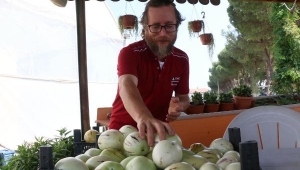 4 fidanla başladı, şimdi tonlarca pepino meyvesi üretiyor