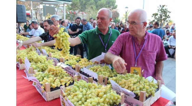Alaşehir'de düzenlenen Üzüm Festivali'nde, renkli anlar yaşandı