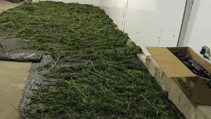Depoda sakladığı 23 kilo esrarla yakalanıp, tutuklandı