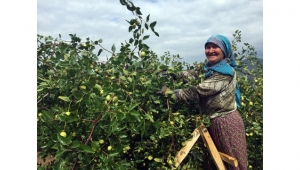 Hünnap üreticisinin yüzü gülüyor