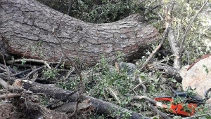 Kestiği ağacın altında kalıp öldü