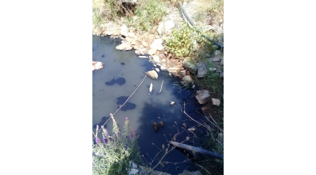 'Kim durduracak bu katliamı? Bir babayiğit arıyoruz'