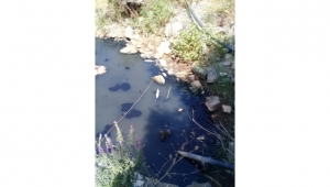 'Kim durduracak bu katliamı? Bir babayiğit arıyoruz' 