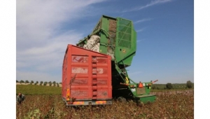 Manisa'da pamuk hasadında işçi yerine makine