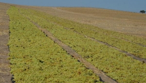 Üzüm üreticilerinin bir yıllık emeği çalındı
