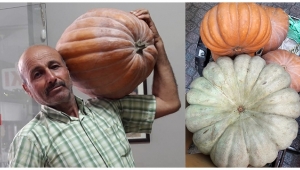 75 kiloluk bal kabağı ilgi çekti