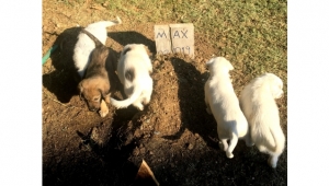 Kim zehirledi o anneyi ?