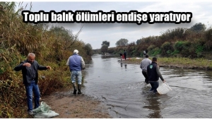 Gediz Nehri'nde toplu balık ölümleri