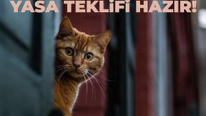 Hayvan hakları yasa teklifi hazır