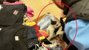 İşyerinde mahsur kalan yavru kediyi itfaiye kurtardı